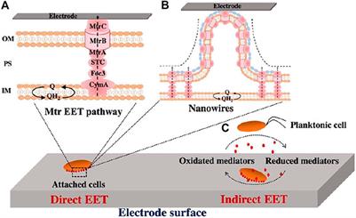 Biofilm Biology and Engineering of Geobacter and Shewanella spp. for Energy Applications